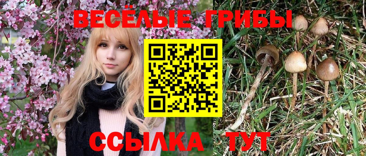 Галлюциногенные грибы Psilocybine cubensis  Вход с VPN  Тавда 